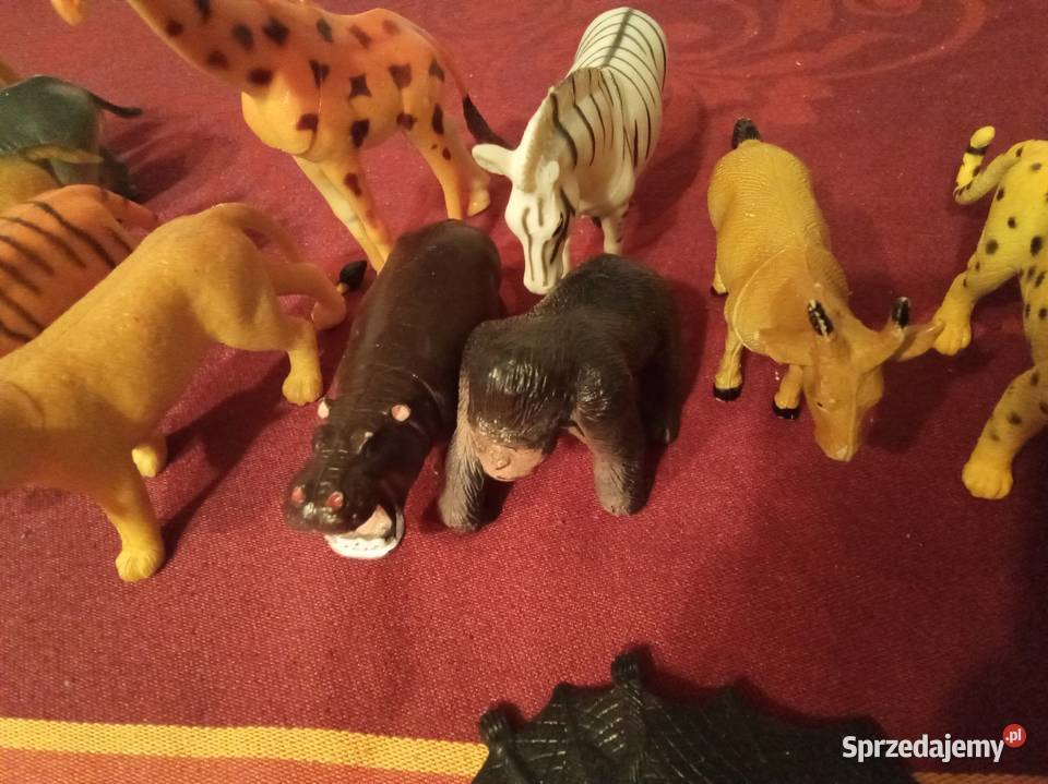 Safari zwierzęta średnie Warszawa