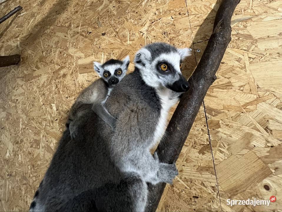Lemur Katta samica samiec Walim