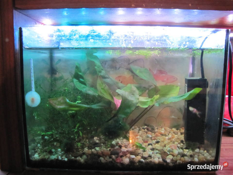 Małe akwarium z obsadą Ryby Toruń