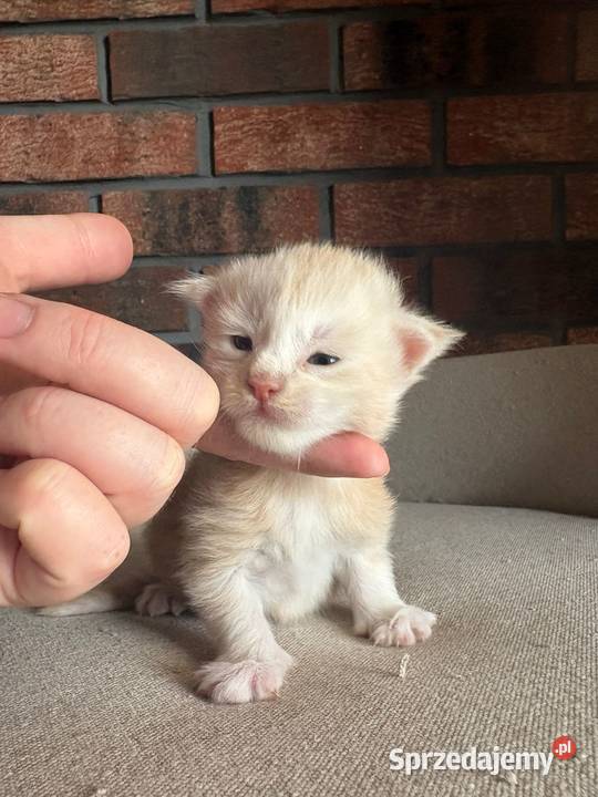 Maine Coon Oskar Szembruk