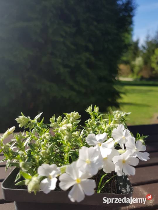 Floks mix kolorów zakwitnie na wiosnę Lublin