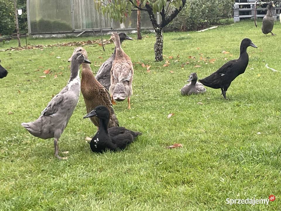 kaczki biegusy Gorzów
