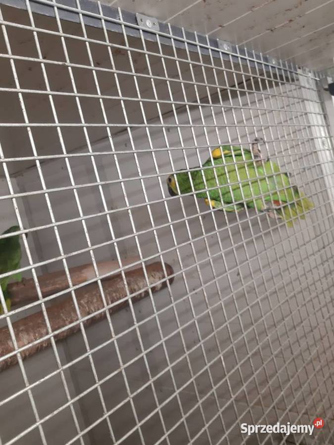 Sprzedam Amazonki niebieskoczelne Mizerów