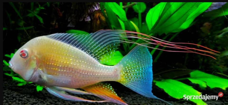 Kopik Heckela ALBINOS Acarichthys Kropik Gdańsk