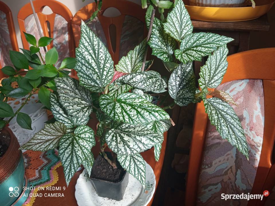 Argenteo guttata Białystok