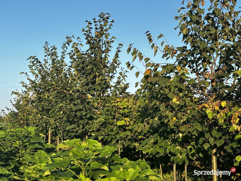 Lipa drobnolistna obwód 15 wysokość 3m Sompolno sprzedam