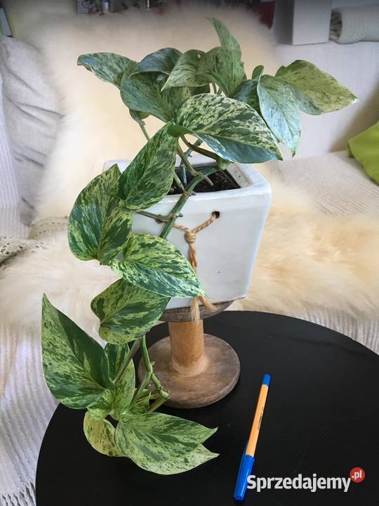 Rośliny z domowej uprawy Epipremnum Warszawa