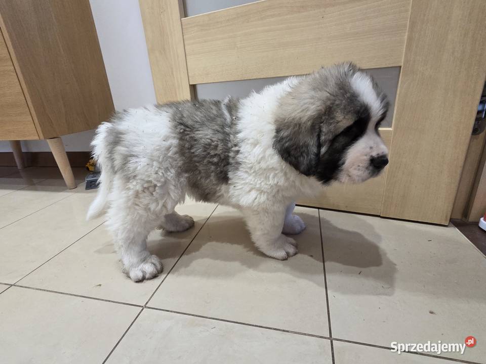 Mastif Pirenejski ZKwPKrakow szczeniaki dostepne Pozostałe małopolskie Ochmanów