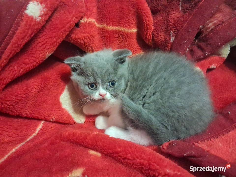 Kotek brytyjski tanio warmińsko-mazurskie