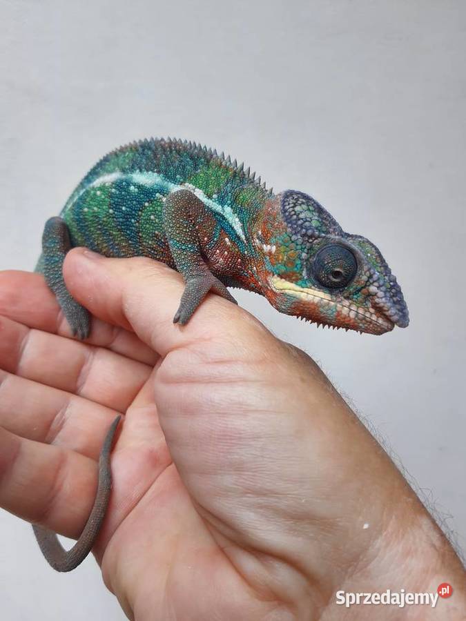 kameleon lamparci ambilobe red bar samiec Włocławek