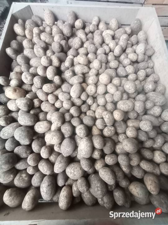 Ziemniaki paszowe sortowane bez ziemi Gać