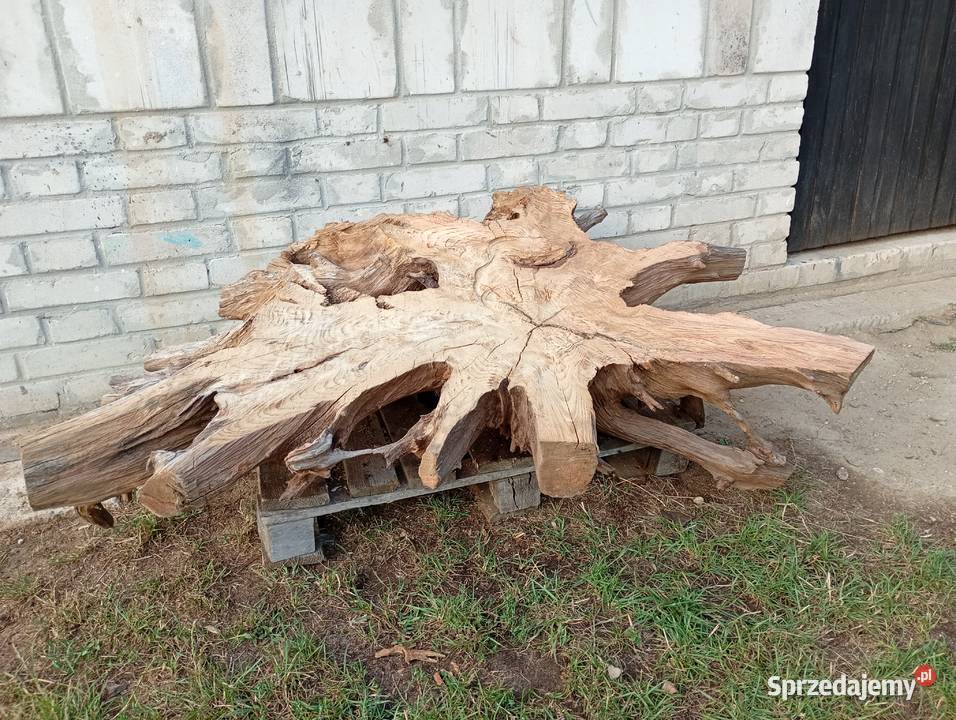 Korzeń ozdobny do ogrodu pod stolik Połaniec