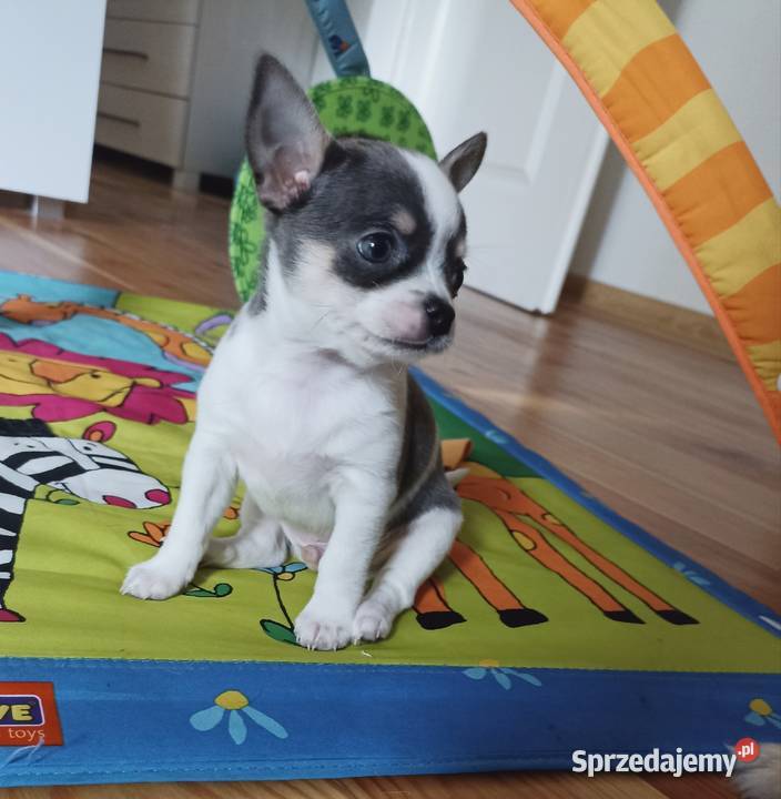 Piesek Chihuahua krótkowłosy niebieski blue Bełchatów