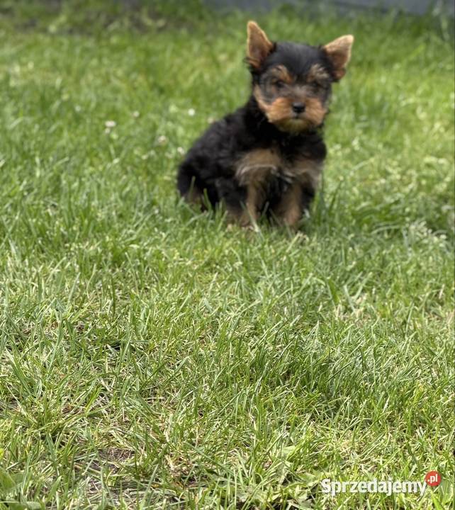 Yorkshire terrier piesek Gorzów Wielkopolski