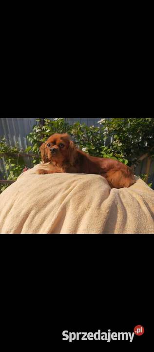 Reproduktor Cavalier King Charles Spaniel Cavalier King Charles Spaniel Żnin