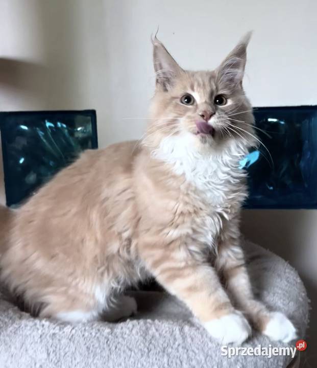 Maine Coon piękne kocięta Linia Shaded Wińsko