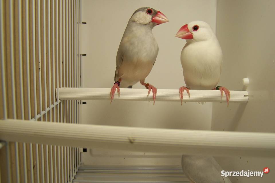 Sprzedam Ryżowce dolnośląskie Świebodzice