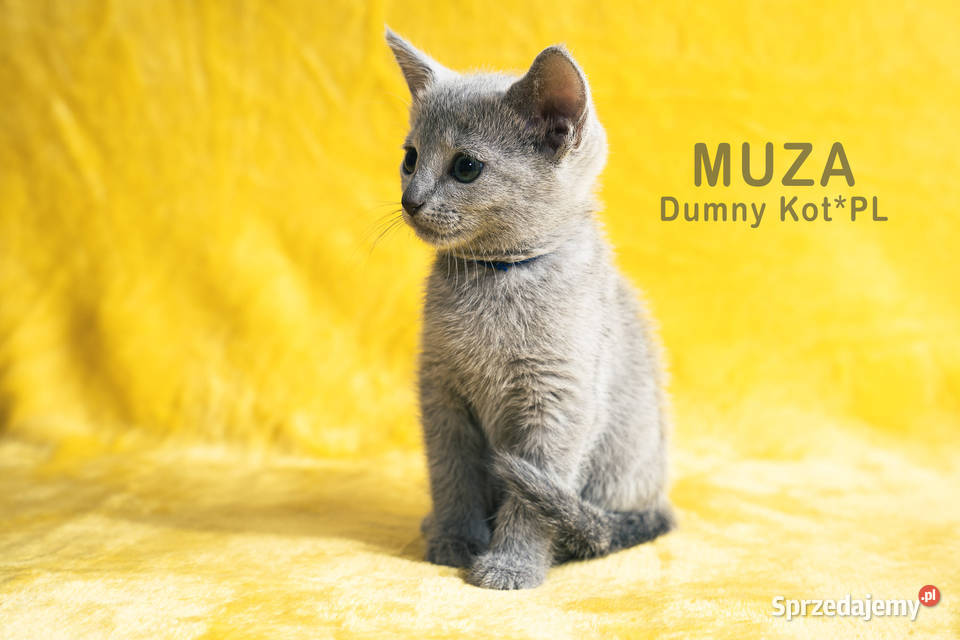 Kocięta Rosyjskie Niebieskie Toruń