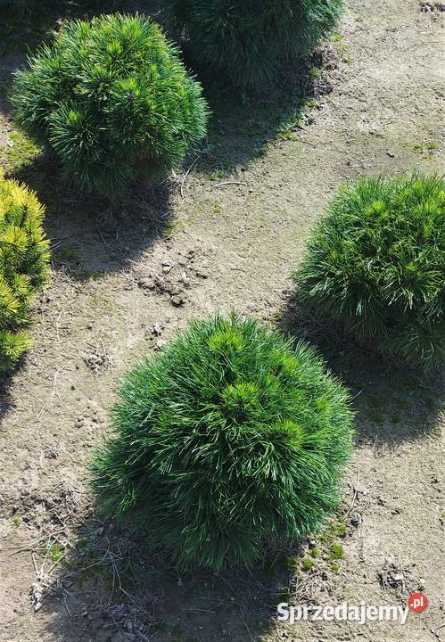 sosna Varella Skała sprzedam