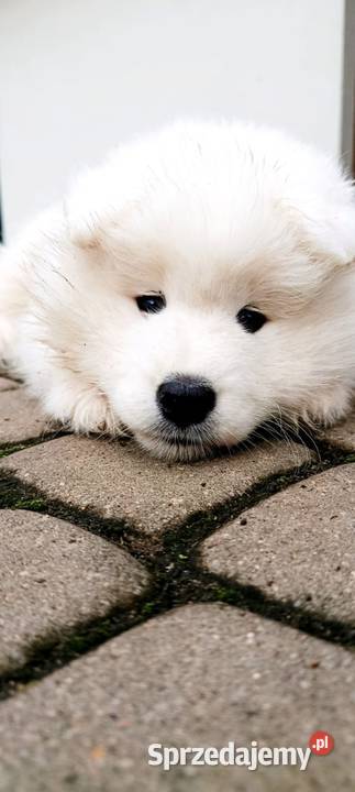 Samoyed szczeniaki łódzkie Łowicz