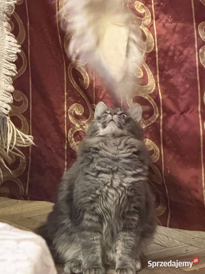 Kocurek Maine coin Warszawa zaraz fife