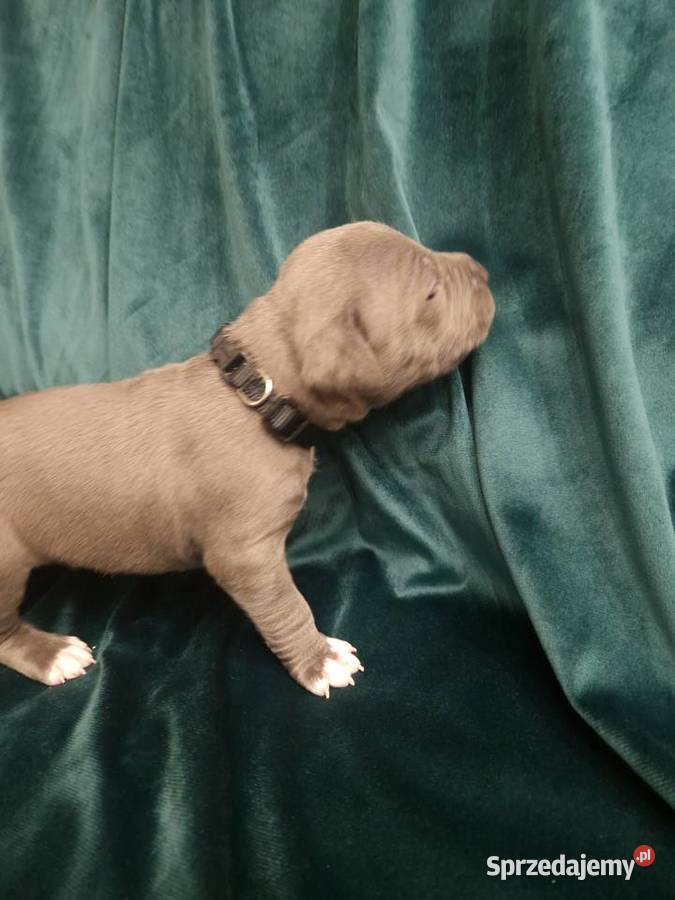 American Staffordshire Terrier opolskie Brzeg