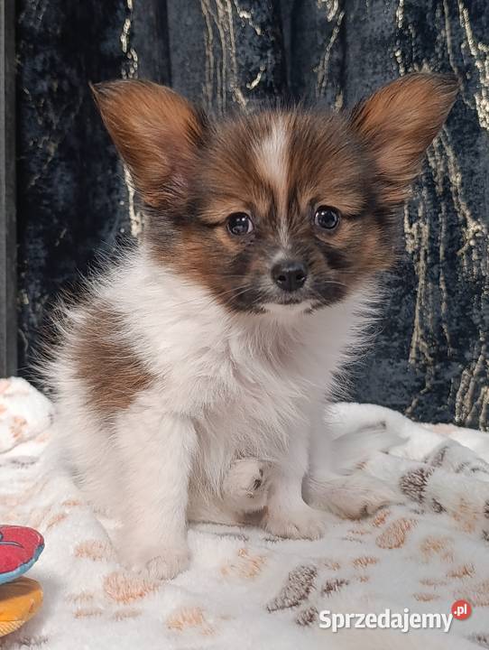 Papillon Spaniel Kontynentalny Szczaworyż