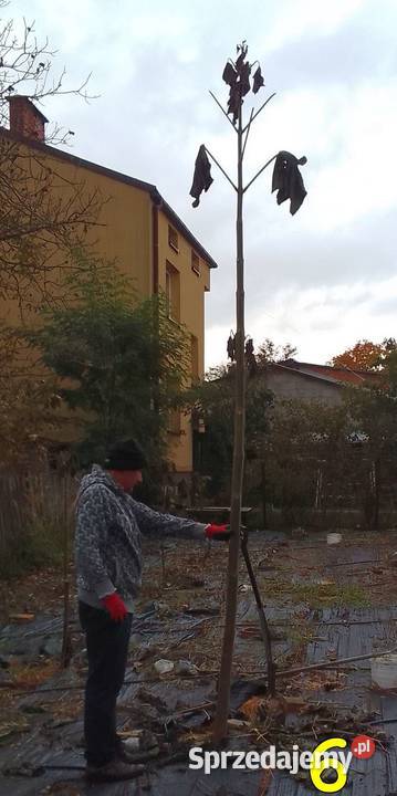 Drzewa tlenowe Paulownia OXYTREE tegoroczne Rudnik nad Sanem