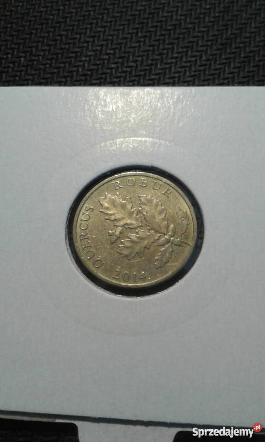 5 Lipa Chorwacja 2014 r opis łaciński Konin sprzedam