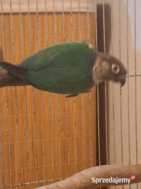 Papugi rudosterki Zwierzęta Wadowice sprzedam