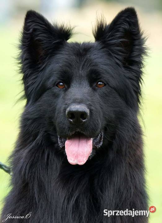 Owczarek niemiecki długowłosy ZKwP FCI z pełną dolnośląskie