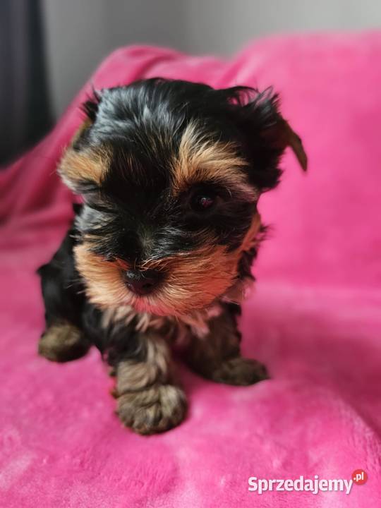 Suczka Yorkshire Terrier Częstochowa