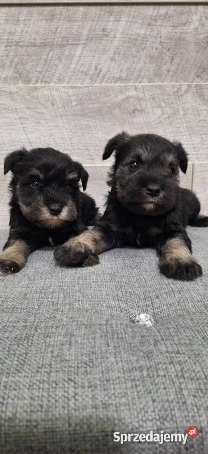 Sznaucer Miniaturowy suczki i pieski Zwierzęta Przysucha