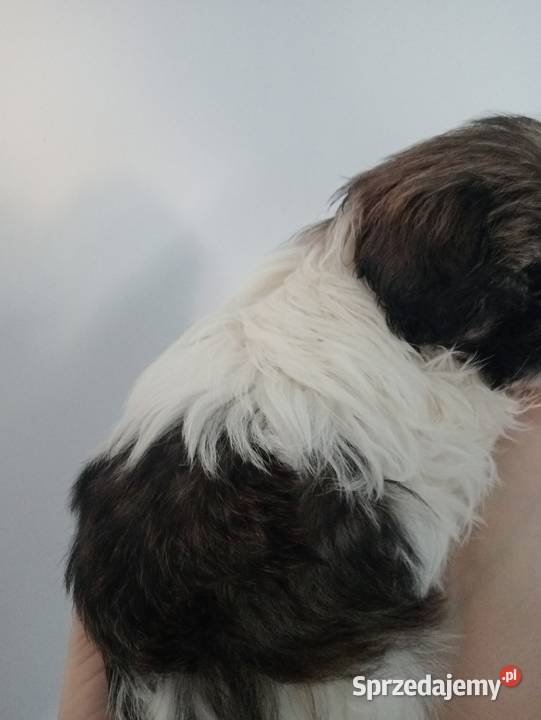 Shih tzu szczeniaczki Gruszczyn