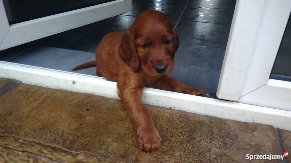 Seter irlandzki szczenięta śląskie Sławków