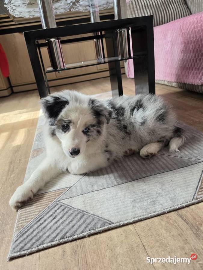 Piesek rasy border collie blue merle Kutno