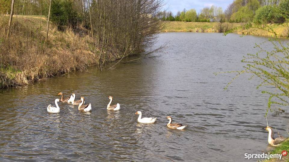 Jaja lęgowe gęsi garbonosej Oleśnik sprzedam