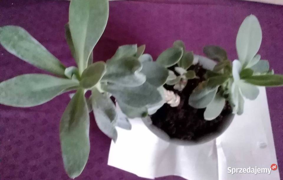 Himalaya senecio cephalaphorus roślina łódzkie Łódź