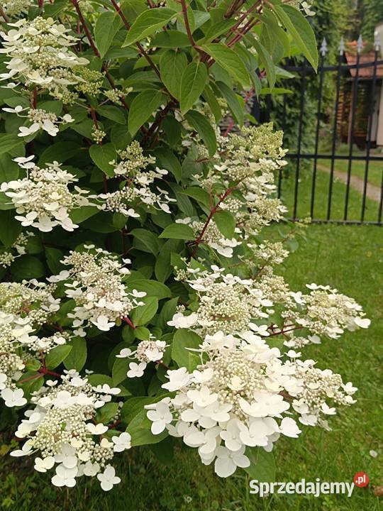 Sprzedam dom węglowe Jarosław