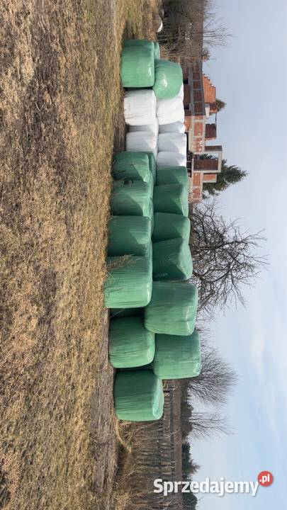 Kiszonki 2025 Rogaczówek