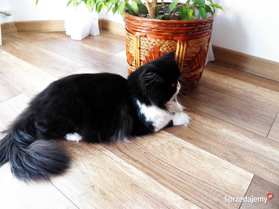 Reproduktor PERS Zamość