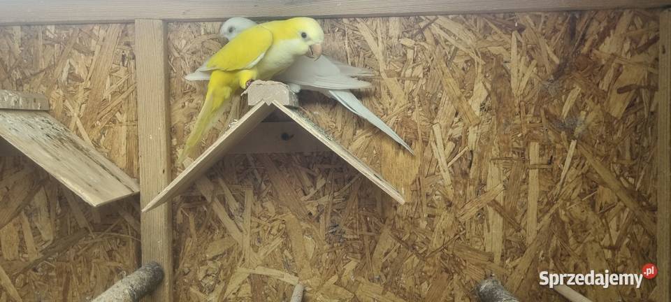 Mnichy nizinne lutino albino Jaworzno