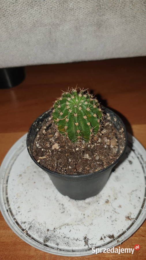 Kaktus 3 mazowieckie Warszawa sprzedam
