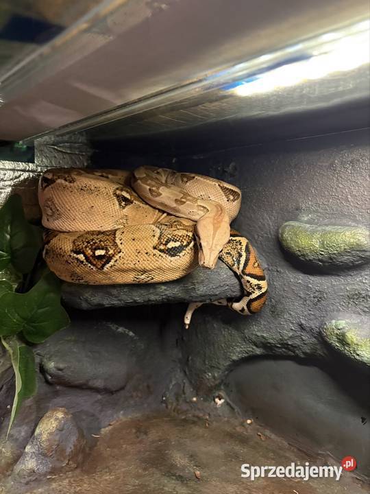 Wąż Boa cesarski Warszawa
