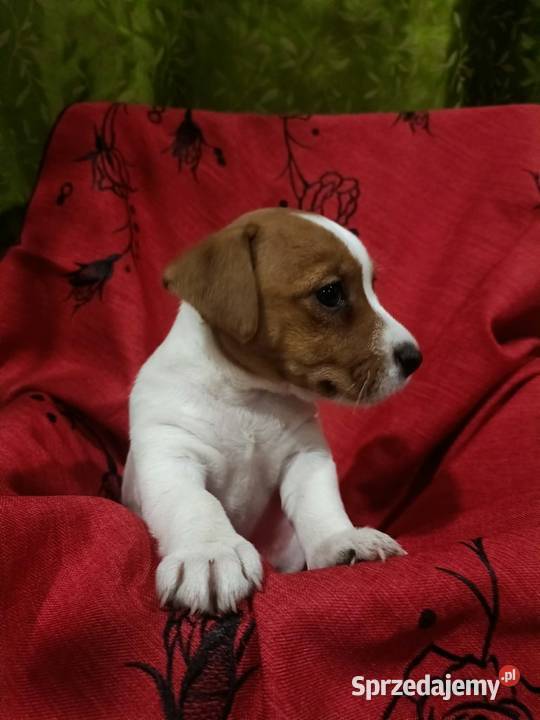 Wzorcowe Jack Russelle JRT gładkie doskonała budowa ojciec FCI