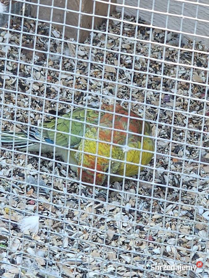 Papugi świergotki para śląskie sprzedam