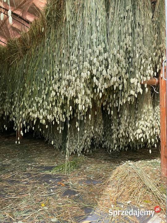 zasuszona PSZENICA pęczki pszenicy pęczki zbóż Lublin