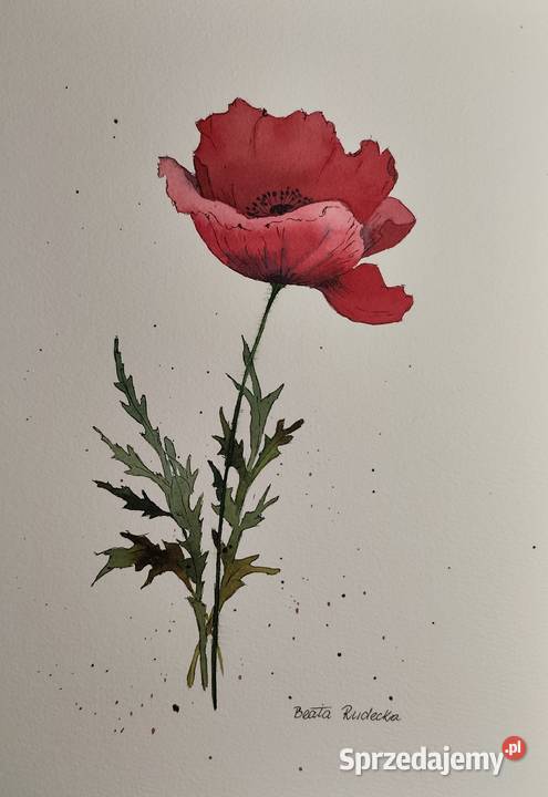 Akwarela Akwarelka Obraz pt Czerwony Mak Katowice