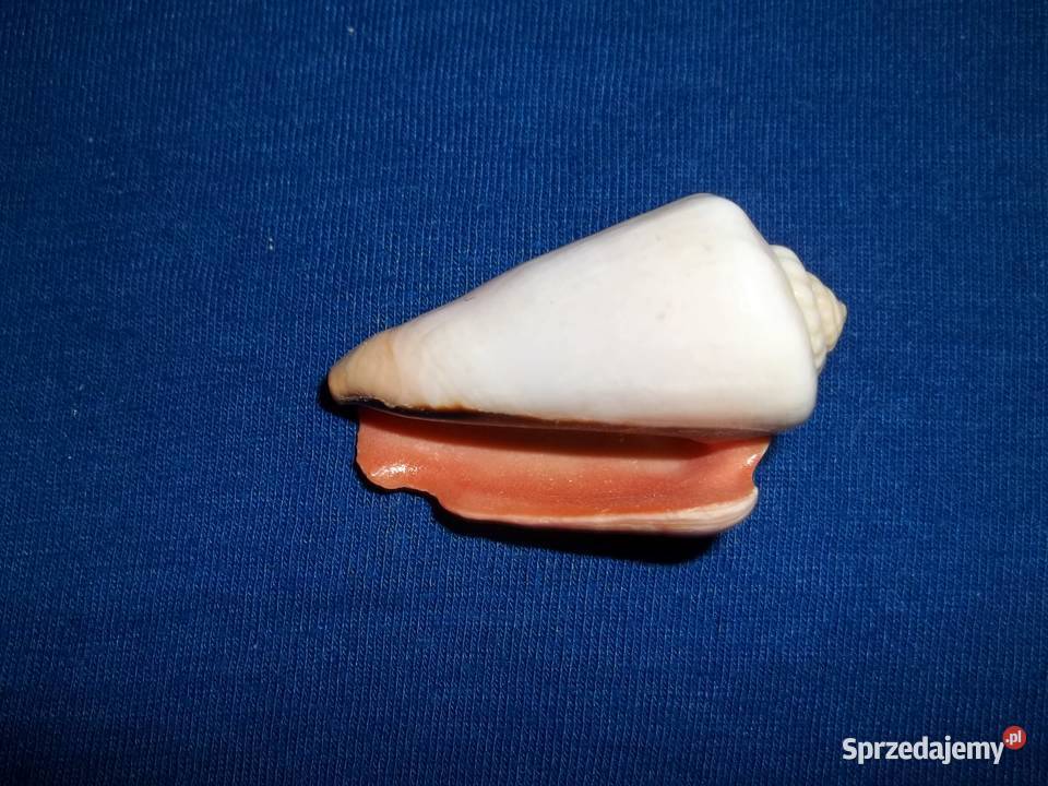 Muszla morskaConus Stożekmuszelki Łódź