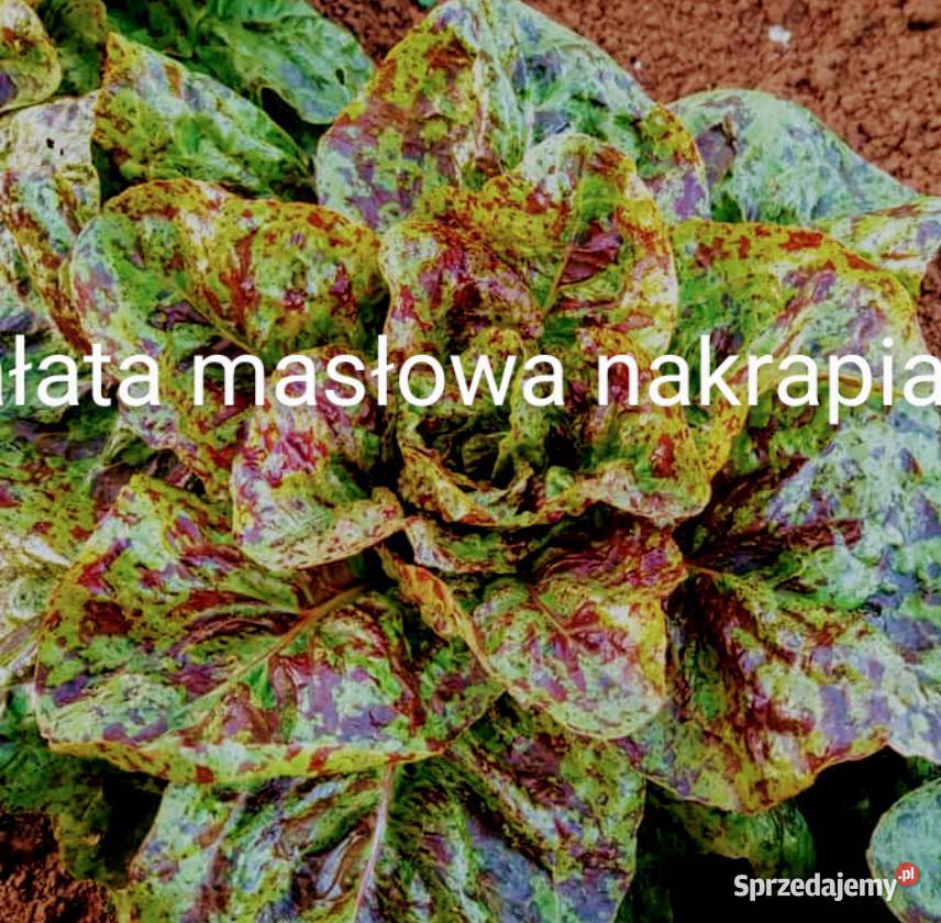 Sałaty świata nasiona główkowe liściowe endywie Nasiona Kraków sprzedam